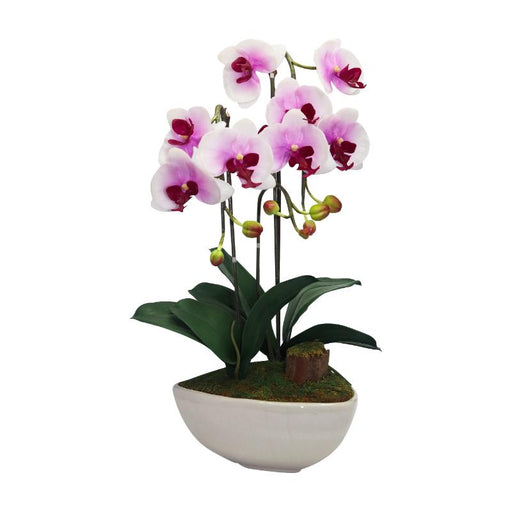 Aria Planta Decorativa Phalaenopsis En Pote Crema - Farmacias Arrocha