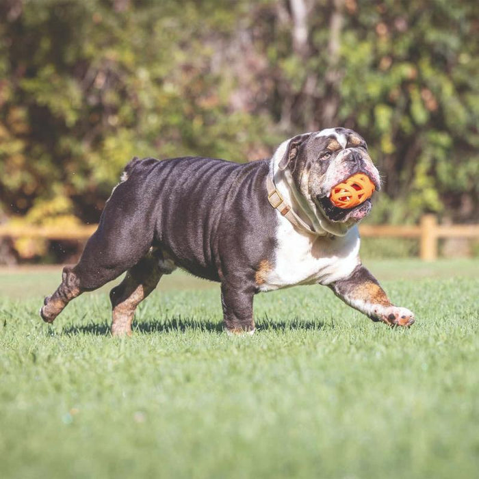 Pelota De Rugby Para Mascotas 14cm