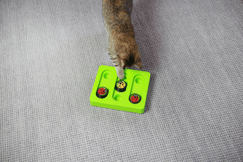 Caja Bento de Bichitos para Gatos - Farmacias Arrocha