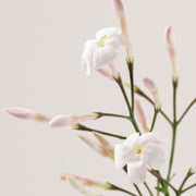 Payot Creme N 2 Cachemire - Farmacias Arrocha