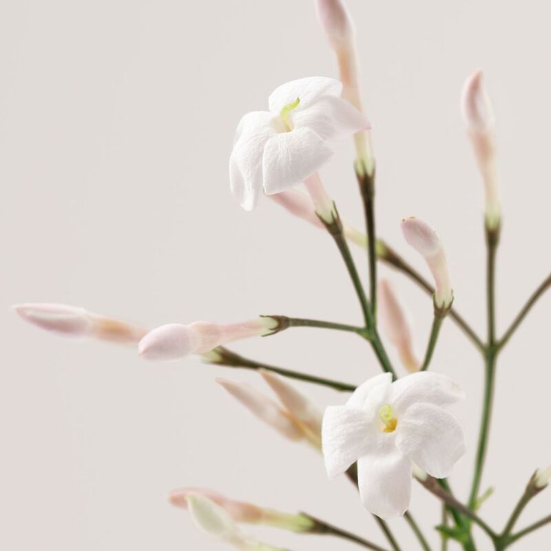 Payot Creme N 2 Cachemire - Farmacias Arrocha