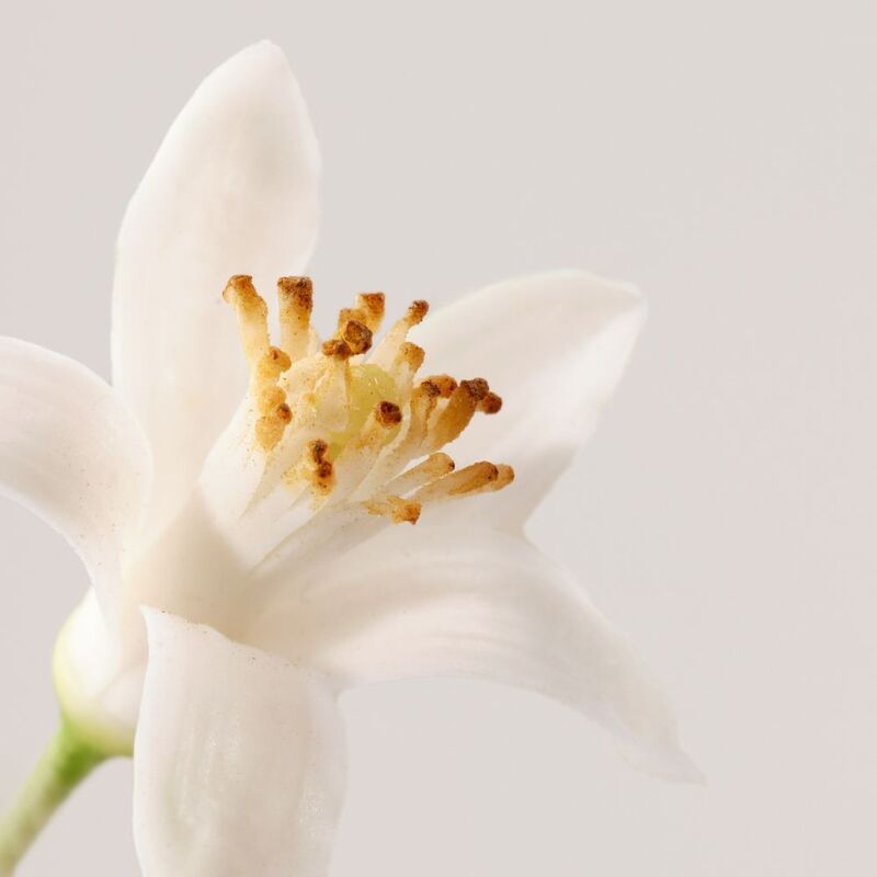 Payot Nue Creme Jeunesse Desmaquillante - Farmacias Arrocha