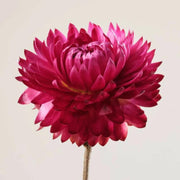 Payot Pv N°2 Oleo - Serum Petales Apaisant 30Ml - Farmacias Arrocha