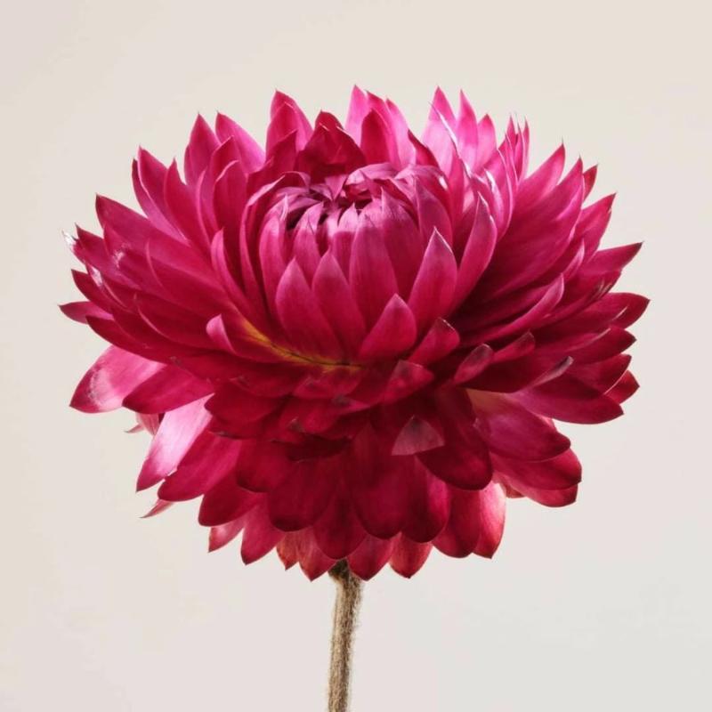 Payot Pv N°2 Oleo - Serum Petales Apaisant 30Ml - Farmacias Arrocha