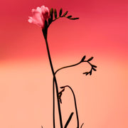 Adolfo Dominguez Fresia Solar Edp - Farmacias Arrocha