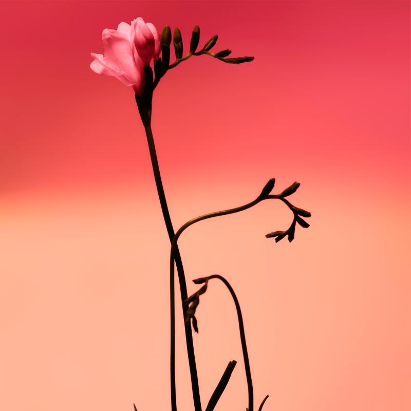 Adolfo Dominguez Fresia Solar Edp - Farmacias Arrocha