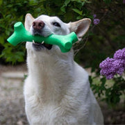 Pet Qwerks Toys Barkbone Stick Menta Medium - Farmacias Arrocha