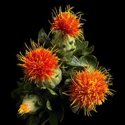 Yves Saint Laurent Or Rouge Anti-Aging Face Oil 30 ml - Farmacias Arrocha