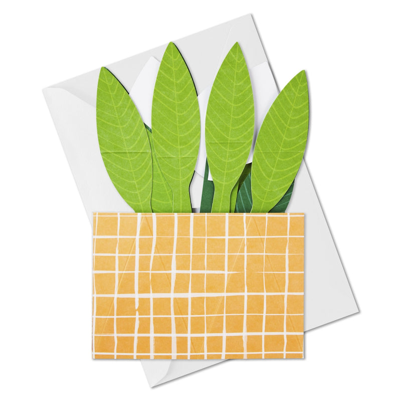 Hallmark Plant - Farmacias Arrocha