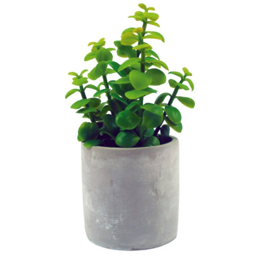 Aria Green Plants In Cement Pot - Farmacias Arrocha