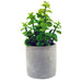 Aria Green Plants In Cement Pot - Farmacias Arrocha