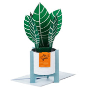 Hallmark Tarjeta Pop Up Plant - Farmacias Arrocha