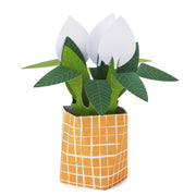Hallmark Plant - Farmacias Arrocha