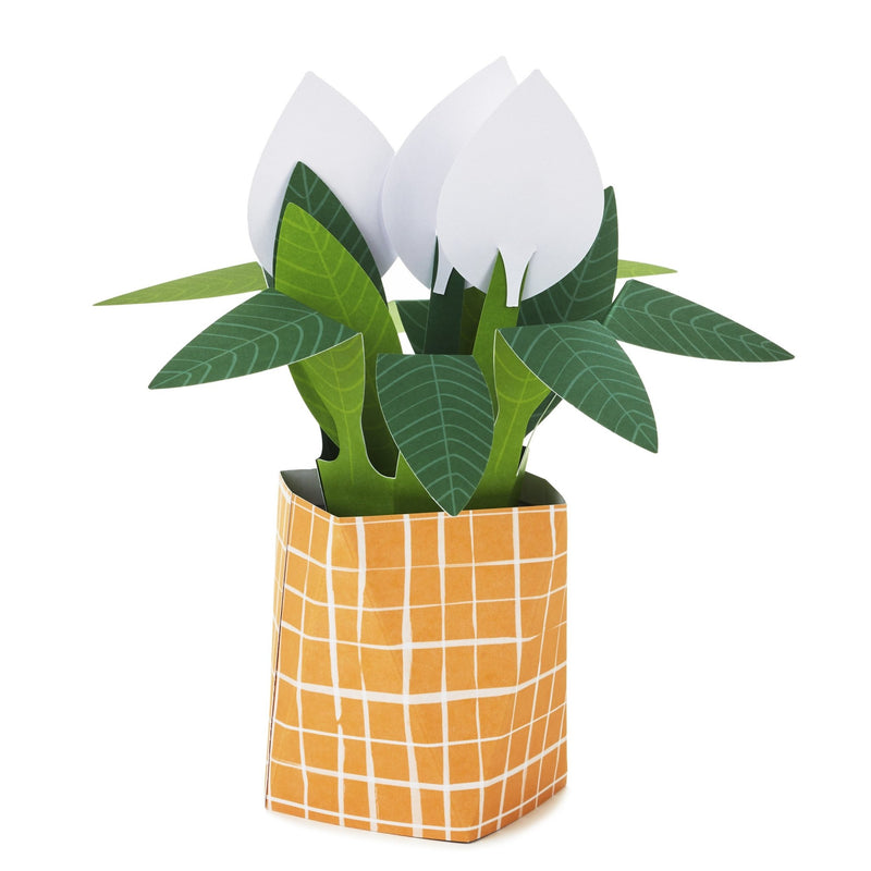 Hallmark Plant - Farmacias Arrocha