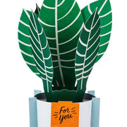 Hallmark Tarjeta Pop Up Plant - Farmacias Arrocha