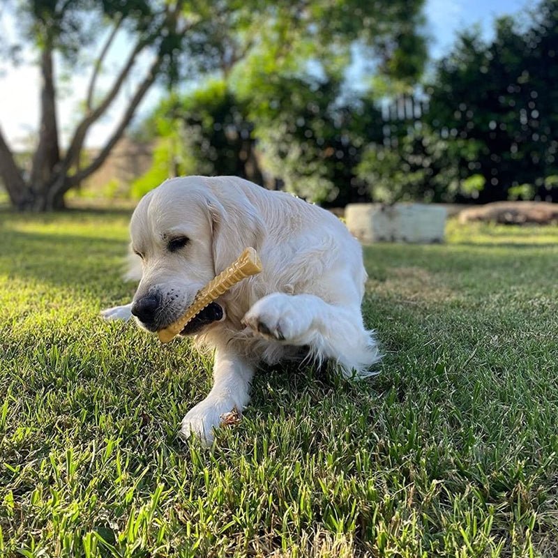 Nylabone Juguete en Forma de Hueso Texturisado Sabor Mantequilla de Mani - Farmacias Arrocha