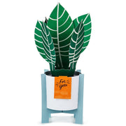 Hallmark Tarjeta Pop Up Plant - Farmacias Arrocha