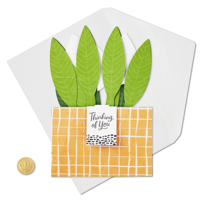 Hallmark Plant - Farmacias Arrocha